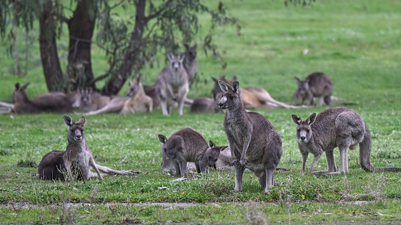 Hooroo, roos: The plan to bounce kangaroos from Commonwealth Games site