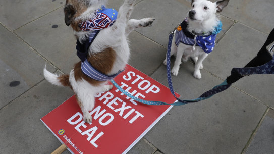 Dogs wear pro EU bandanas during a protest against a Brexit no deal near Parliament in London, Wednesday, Nov. 25, 2020. The European Union has committed to be “creative” in the final stages of the Brexit trade negotiations but warned that whatever deal emerges, the United Kingdom will be reduced to “just a valued partner,” far removed from its former membership status. (AP Photo/Kirsty Wigglesworth)