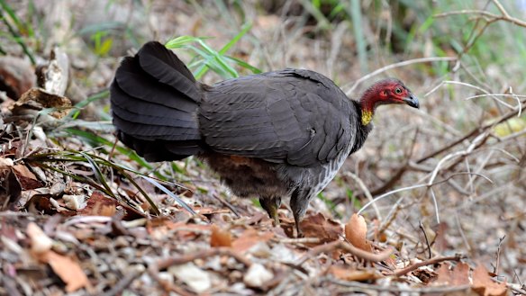 Brush turkeys act like they know they are a protected species.