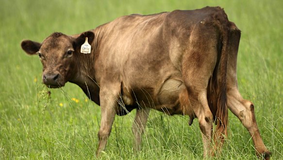 The red meat industry is committed to net zero emissions by 2030.