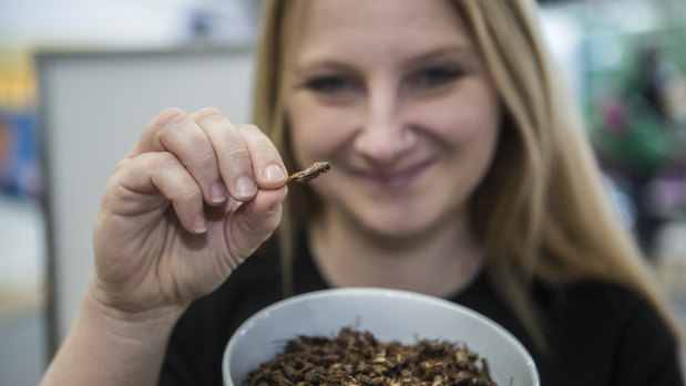 Skye Blackburn, founder of the Edible Bug Shop, samples roast insects.  