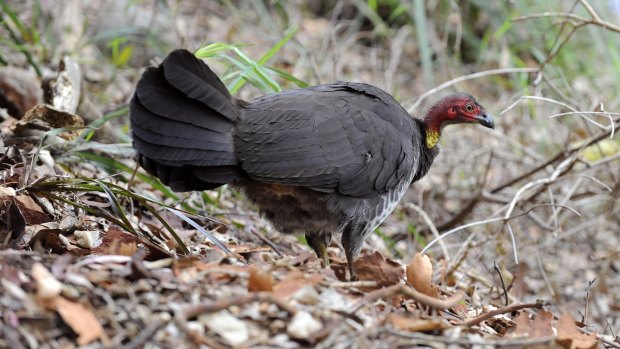 The eating habits of the brush turkeys living in suburbia are changing. 