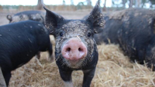 Lauren Mathers’ pigs have almost an acre each in which to roam and play.