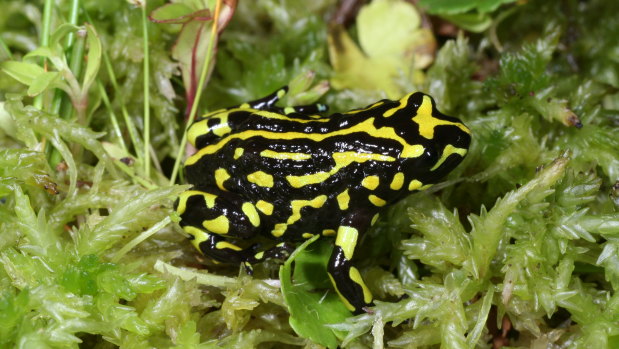 The Northern Corroboree Frog which the scientists say is threatened by brumbies.