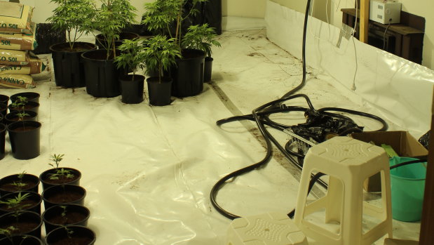 Some of the cannabis plants and the electricity bypass equipment allegedly found in one of the houses in Chatswood.