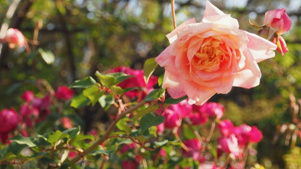 The Rumsey Rose Garden in Parramatta Park is a living museum, preserving the glories of heritage roses.