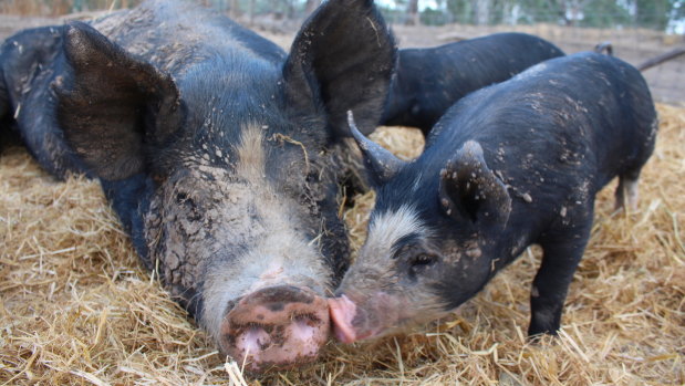'We have a lot of inquiries for little pigs ... but the big abattoirs can’t kill them,' says farmer Craig Brown.