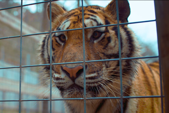 Retired cop turned animal advocate Tim Harrison explores the squalid world of big-cat breeding.