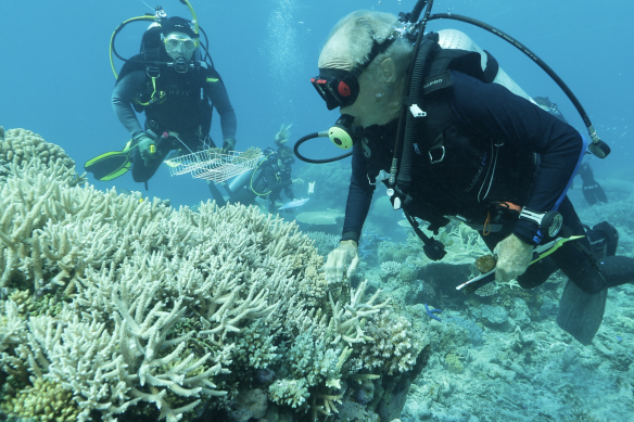 Hard coral is collected for the biobank project. 