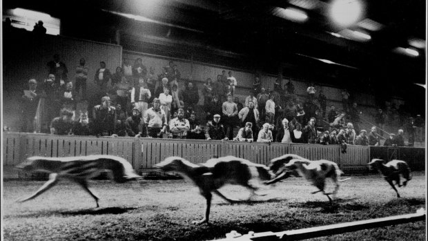 As a nepo-baby, I had all-areas access … at the greyhound track