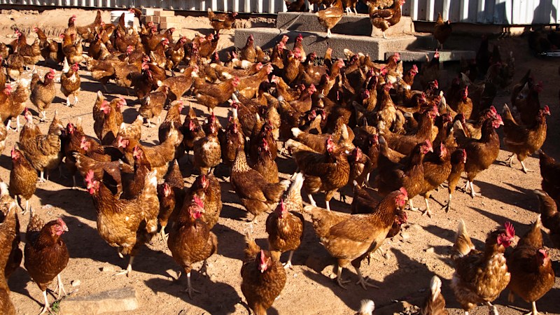 Major bird flu outbreak risks new inflation spike