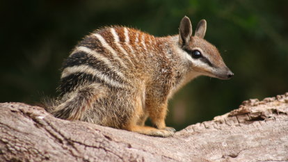 Numbat stripes reveal endangered population is twice as big as we thought