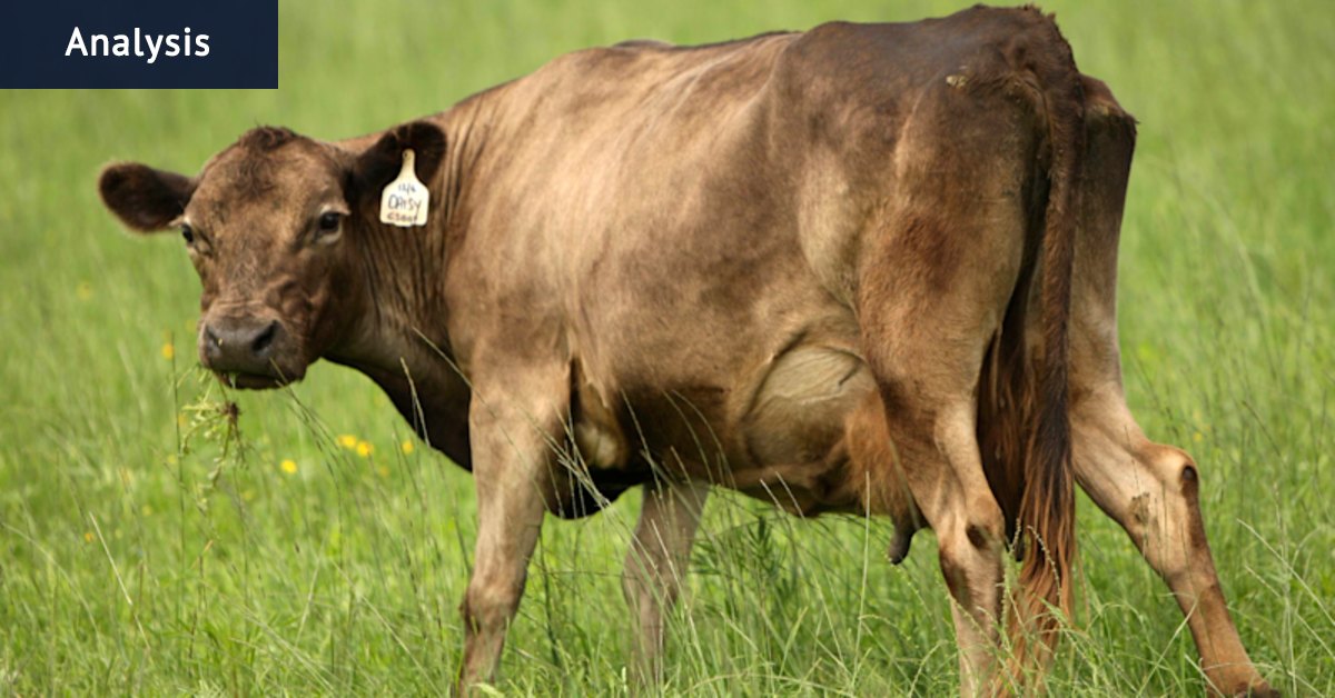 ScoMo’s China blues comes back to bite our beef sector