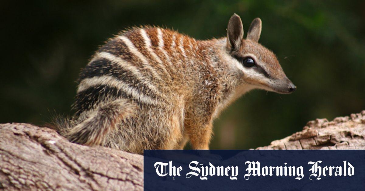 WA's endangered numbat population estimate doubles, greater protections sought for habitat from Environment Minister Reece Whitby - Vimarsana News
