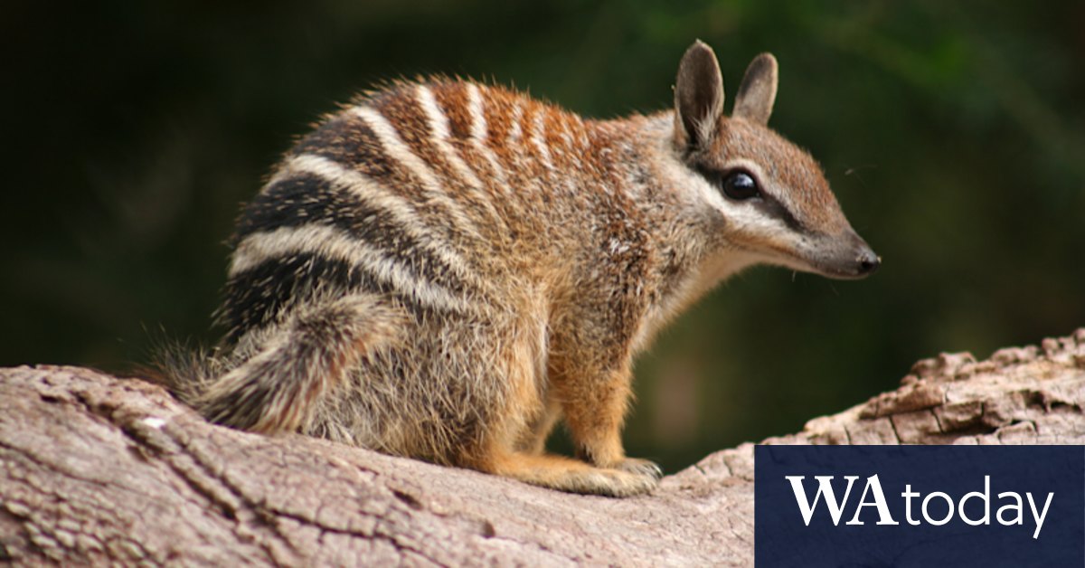 WA's endangered numbat population estimate doubles, greater protections sought for habitat from Environment Minister Reece Whitby - Vimarsana News