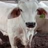 ‘It did not happen in Indonesia’: Jakarta at odds with Australia over cattle disease