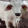 A photograph of one of the 13 Australian cattle which tested positive.