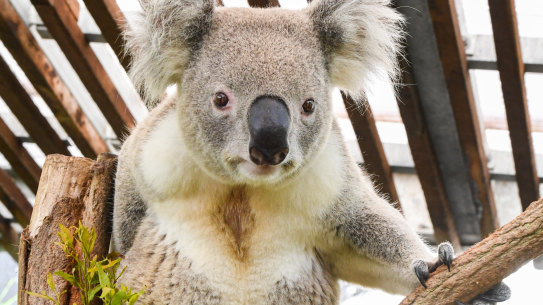 A parliamentary committee has found the state’s biodiversity offset scheme needs a major redesign if it is to protect endangered and threatened species.