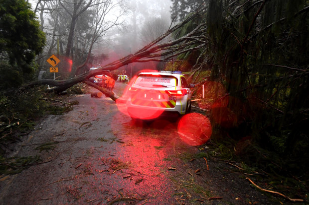 A fallen tree delays emergency service workers in Olinda.