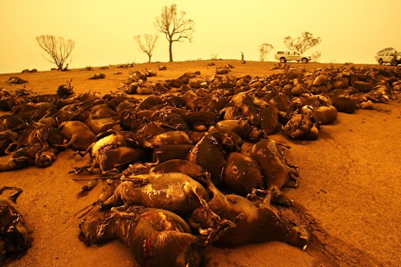 Dead sheep west of Canberra in 2003. They were killed by a fire tornado that swept through the area before causing damage in Canberra itself.  
