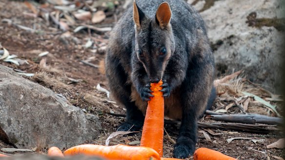 Endangered Brush-tailed Rock-wallabies in fire-affected areas have received a food drop of carrots and sweet potato.