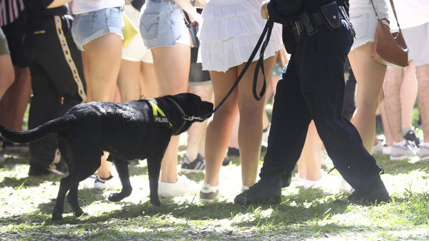 A police officer uses a sniffer dog at a Sydney music festival.