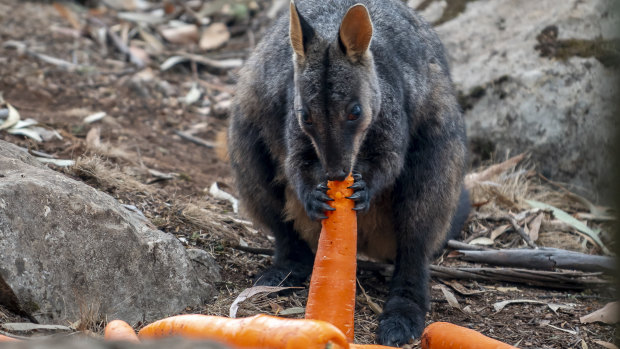 Endangered Brush-tailed Rock-wallabies in fire-affected areas have received a food drop of carrots and sweet potato.