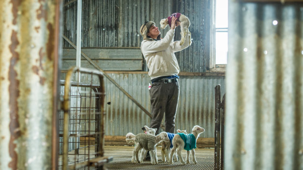 Yass farmer Rachel Allen rugs up her day old lambs in hand-knitted jumpers to help them survive the winter during the drought. 