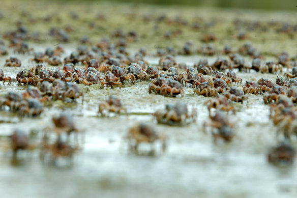 Soldier crabs