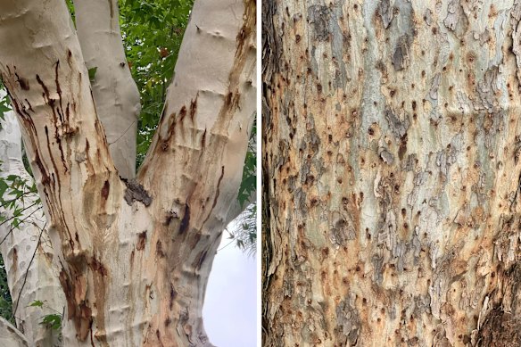 Shot holes in plane trees photographed by Summerell in South Africa, another country where the invasive beetle has taken hold.