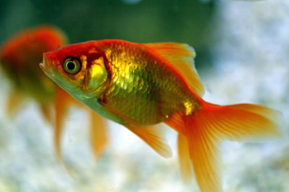 Goldfish, just like humans, die.