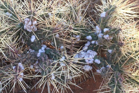 Cochineal bugs attacking the cactus.