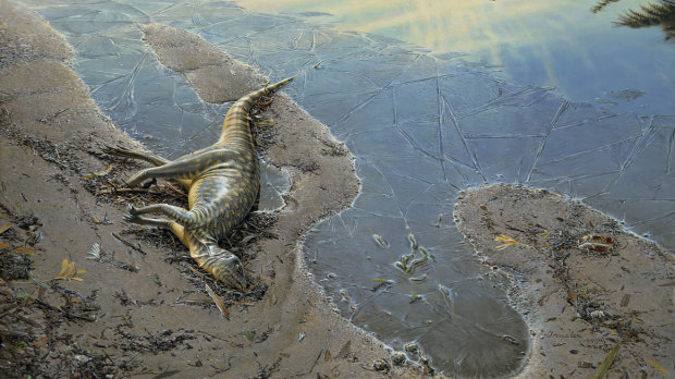A study has shed light on the hypsilophodont dinosaur. 