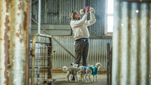 Green lamb jumpers online