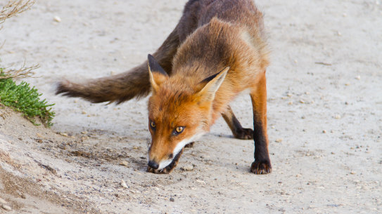 Invasive species, like foxes, are destroying native ecosystems.