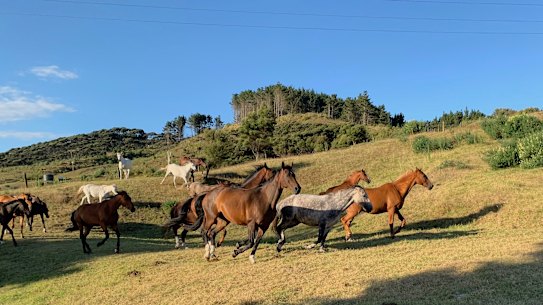 “As our human lives tame, restrict and contain us, a love of horses keeps a tiny bit of the ancient wildness within us all alive.”