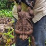 ‘Might be largest on record’: Giant cane toad discovered in north Qld