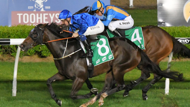 Hugh Bowman, pictured riding Taniko to victory at Canterbury in December, returns to the track on Friday night.