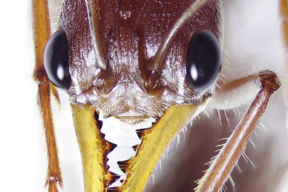 UQ researchers have found bull ants have venom which makes echidna’s hypersensitive to pain.