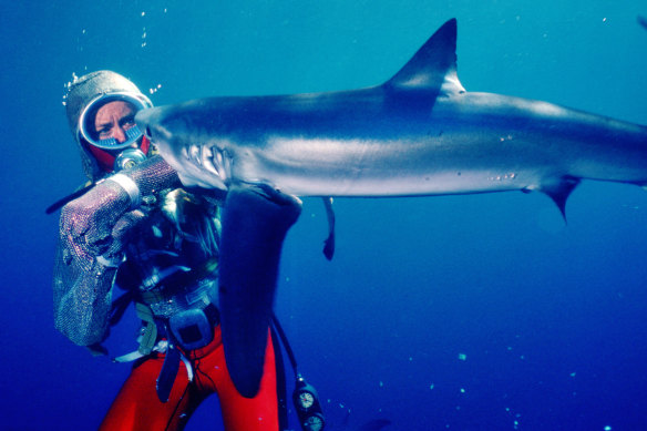 Îmbrăcată în zale, Taylor își pune brațul în gura unui rechin pentru a infirma mitul că aceștia au o putere de zdrobire masivă în fălci.
