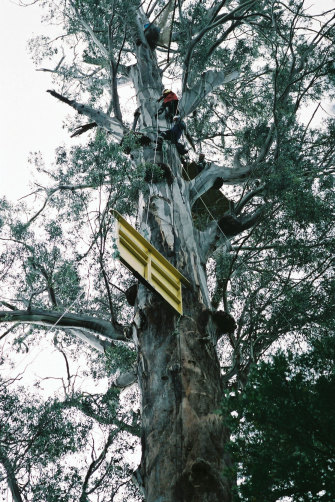 Activists in â€œGandalfâ€™s Staffâ€, an 85-metre hardwood tree in southern Tasmaniaâ€™s Valley of the Giants.