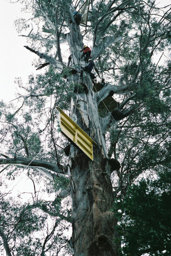 Activists in “Gandalf’s Staff”, an 85-metre hardwood tree in southern Tasmania’s Valley of the Giants.