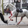 One of the horses on the loose in London. 