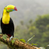A low-flying toucan is the first sign that this is no ordinary cooking class.