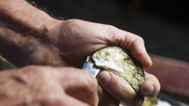 The Pearly Question Should You Buy Shucked Or Unshucked Oysters