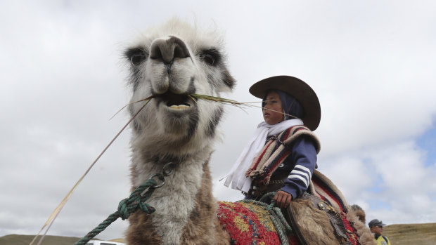 A child sits on a llama before racing it in Los Llanganates, National Park, Ecuador, on Saturday.