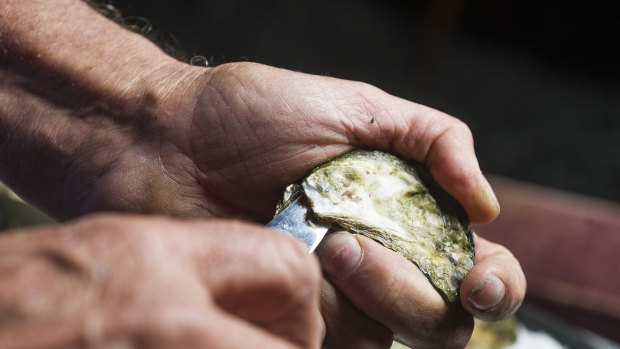 Step one: Slide your oyster knife in the hinge of the oyster. Wiggle gently. 
