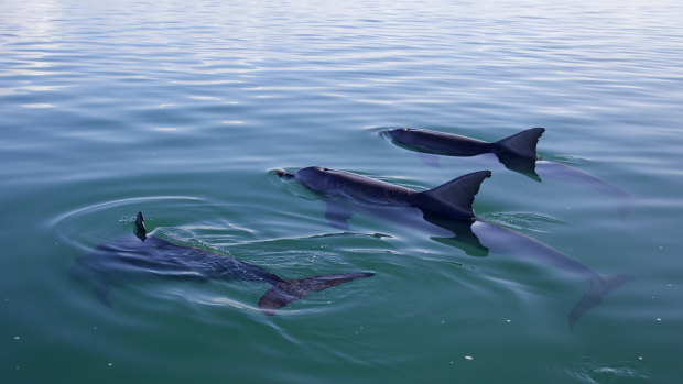 Bottlenose dolphins in Shark Bay, Western Australia. A study has found male bottlenose dolphins give "names" to their friends and rivals in their social groups. 