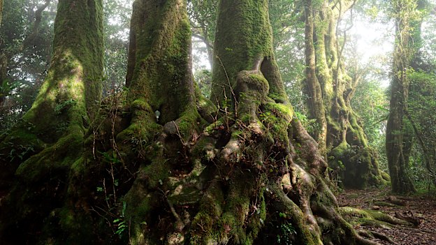 Antarctic beech (Nothofagus moorei), a link to the ancient forests of Gondwana, in Springbrook National Park in Queensland.