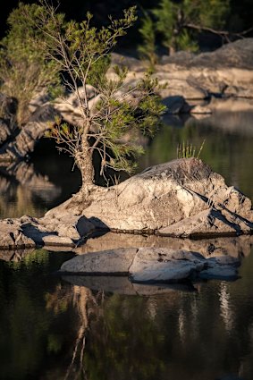 A Bonsai Pine at Kambah Pool captured by Ms Mackey.